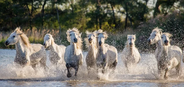 Weiße Camargue-Pferde — Stockfoto