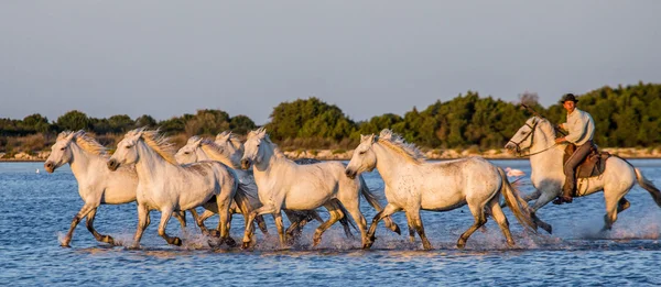 Stádo koní bílých Camargue — Stock fotografie