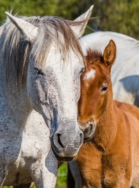 Mutter weißes Pferd mit Baby — Stockfoto