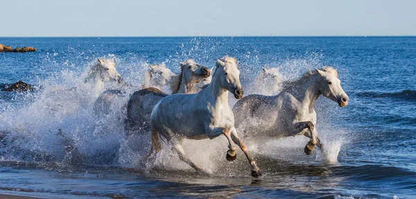 Лошади скачут по морю — стоковое фото