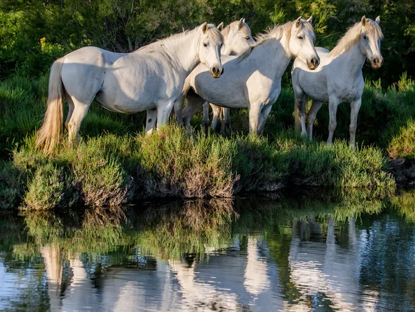 Caballos camarga reflejados en agua — Foto de Stock