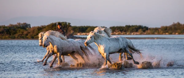 Manada de Caballos Camarga Blanca —  Fotos de Stock