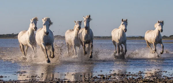 Branco camargue cavalos — Fotografia de Stock