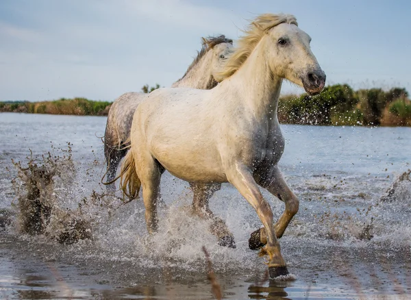 Twee witte Camargue paarden — Stockfoto