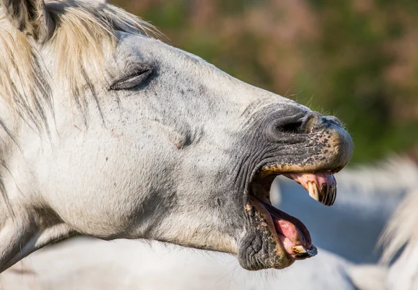 Camargue άλογο πορτρέτο, κοντινό πλάνο — Φωτογραφία Αρχείου