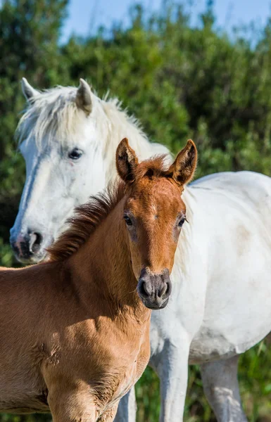 Mãe cavalo branco com bebê — Fotografia de Stock