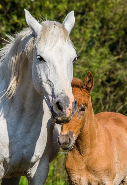 婴儿与母亲白马 — 图库照片