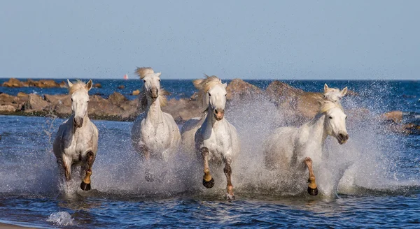 Hästar som galopperar längs havet — Stockfoto