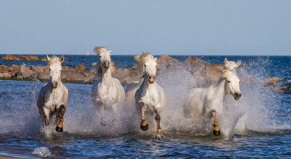 Horses galloping along the sea