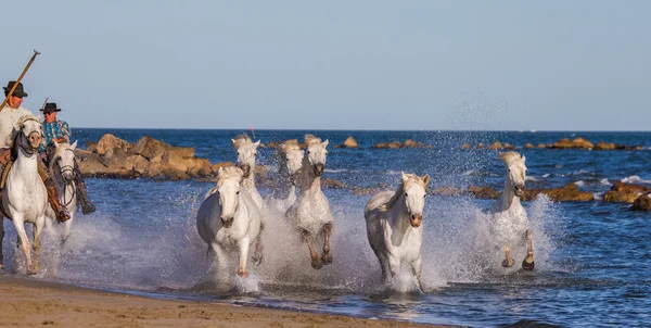 Troupeau de chevaux de Camargue blanche — Photo