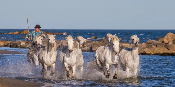 Herd of White Camargue Cavalos — Fotografia de Stock