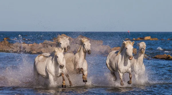Скачущие белые лошади — стоковое фото