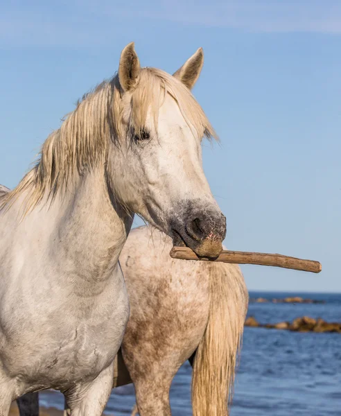 Portrait of white funny horse — Stock Photo, Image