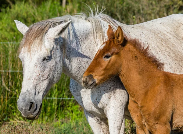 Mother white horse with baby — Stock Photo, Image
