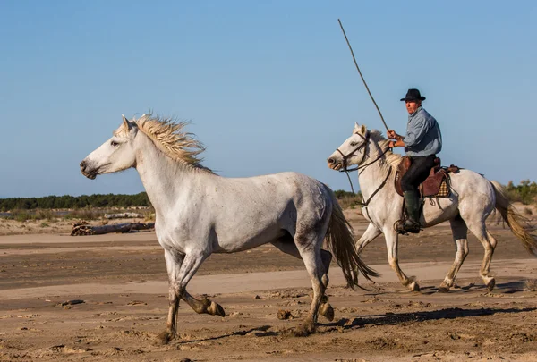 Camargský kůň běží — Stock fotografie