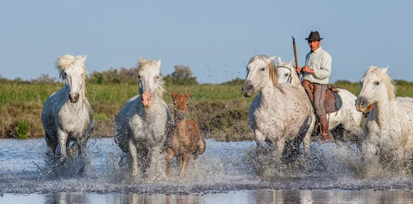 Herd of White Camargue Horses — Stock Photo, Image