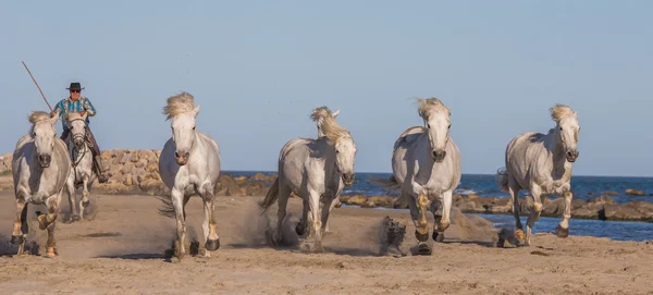 Stado koni Camargue biały — Zdjęcie stockowe