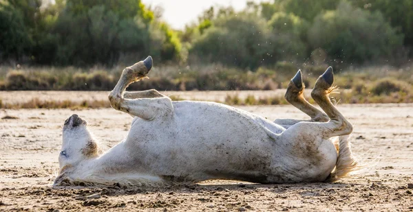 Weißes Camargue-Pferd auf dem Rücken liegend — Stockfoto