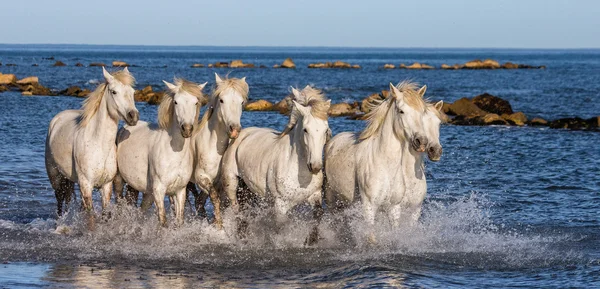 Koně cvalem podél moře — Stock fotografie