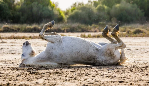 Weißes Camargue-Pferd auf dem Rücken liegend — Stockfoto