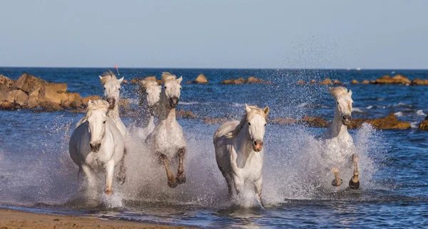 Vágtató fehér ló — Stock Fotó