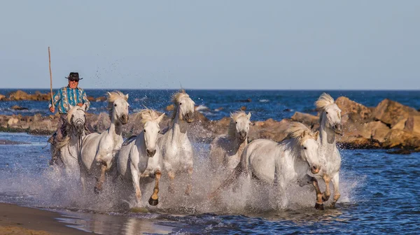 Stádo koní bílých Camargue — Stock fotografie