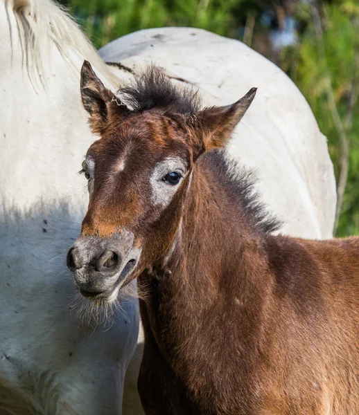 Zblízka portrétní baby koně — Stock fotografie