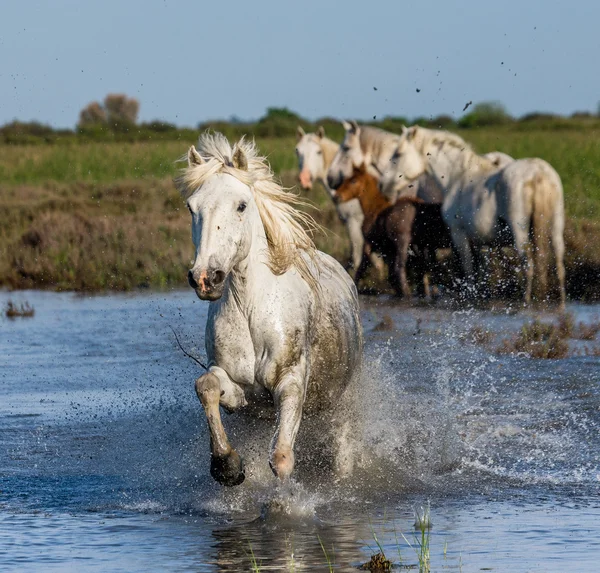 Jeden biały Camargue konia — Zdjęcie stockowe