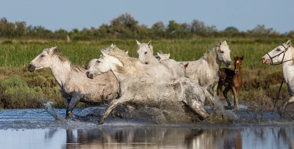 Koni camargue biały — Zdjęcie stockowe