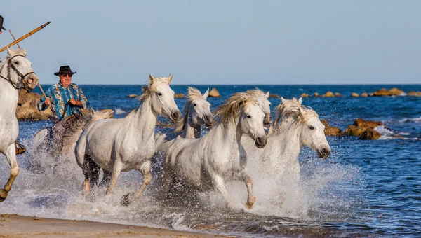 Stádo koní bílých Camargue — Stock fotografie