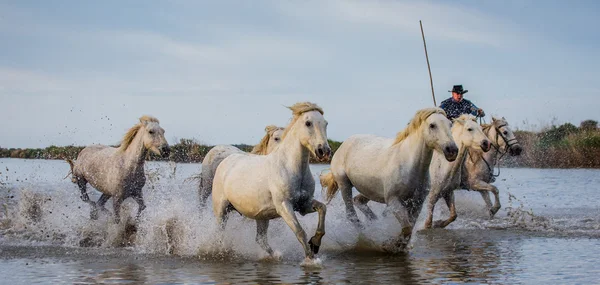 Stádo koní bílých Camargue — Stock fotografie