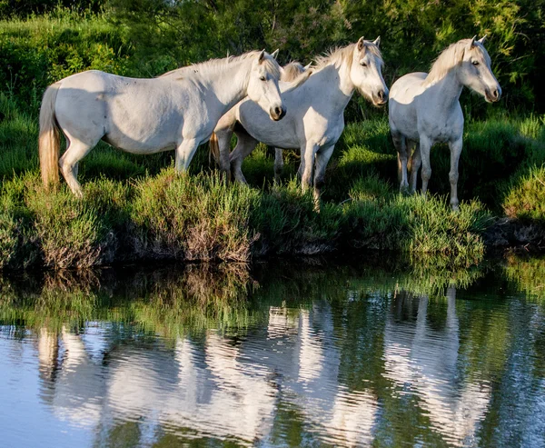 Camargue-Pferde spiegeln sich im Wasser — Stockfoto