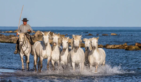 Стадо белых верблюдов — стоковое фото
