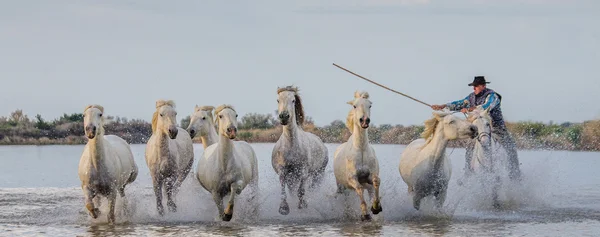 Mandria di cavalli bianchi Camargue — Foto Stock