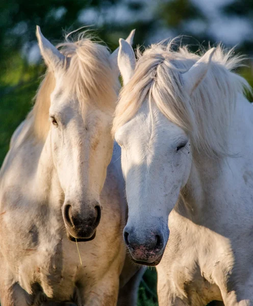 Portrait de deux chevaux blancs — Photo