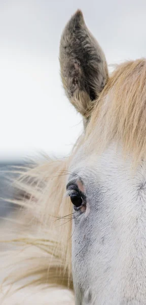 Close up of white horse eye — Stock Photo, Image