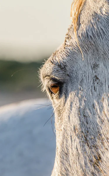 Крупним планом біле коняче око — стокове фото