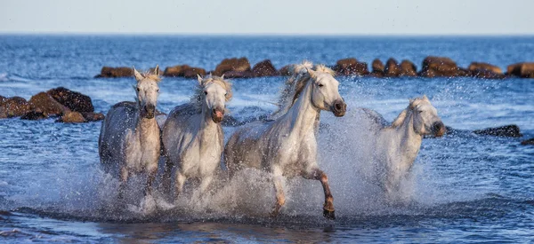 Cavalos galopando ao longo do mar — Fotografia de Stock