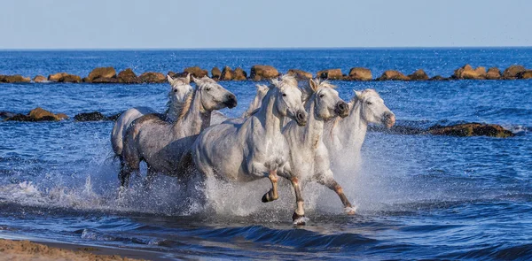Deniz kenarında dörtnala atlar — Stok fotoğraf