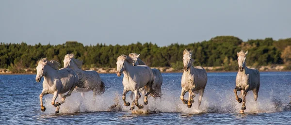 Caballos blancos galopantes —  Fotos de Stock