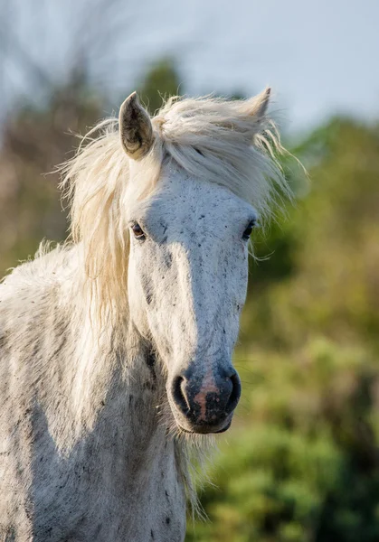 Camargue horse  portrait close up — Stock Photo, Image