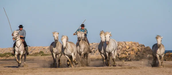 Cavalli bianchi da camargue — Foto Stock