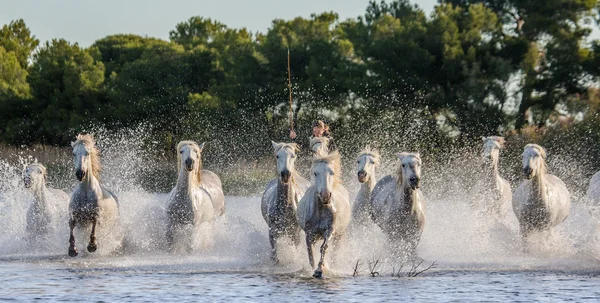 Camargue bílá koně běh — Stock fotografie