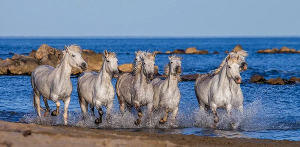 Лошади скачут по морю — стоковое фото