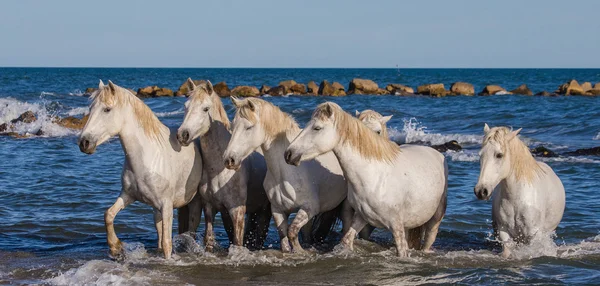 White Camargue Horses — Stock Photo, Image