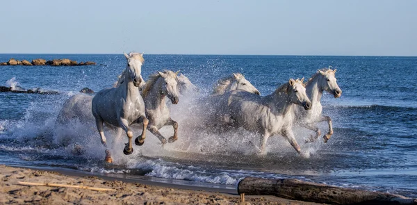 Caballos galopando a lo largo del mar — Foto de Stock