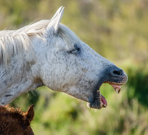 Portrait of white funny horse — Stock Photo, Image