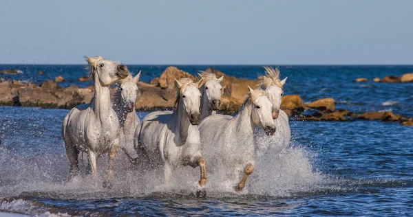 Cavalli che galoppano lungo il mare — Foto Stock