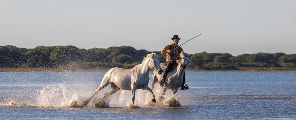 Stádo koní bílých Camargue — Stock fotografie