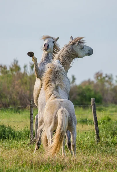 2 つのカマルグ種牡馬再生ホワイトします。 — ストック写真